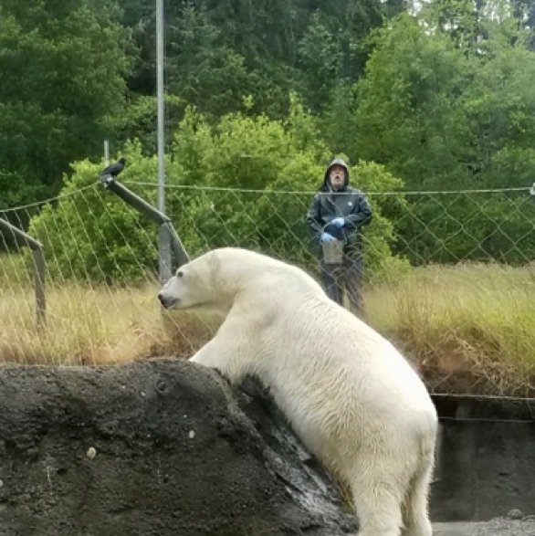 Polar Bear